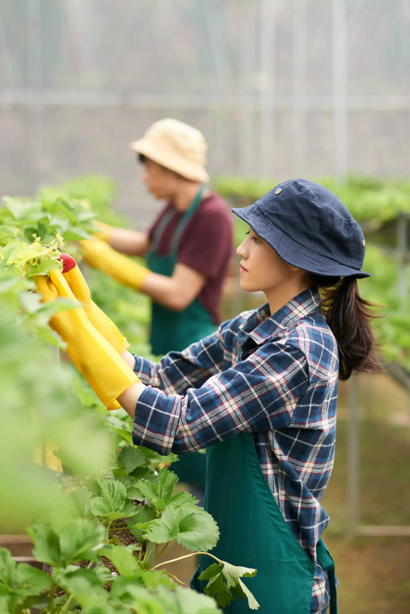 Sustainable Agribusiness - Our commitment to the land is realized through Able Farms Pvt. Ltd. in Wayanad, India, focusing on i...