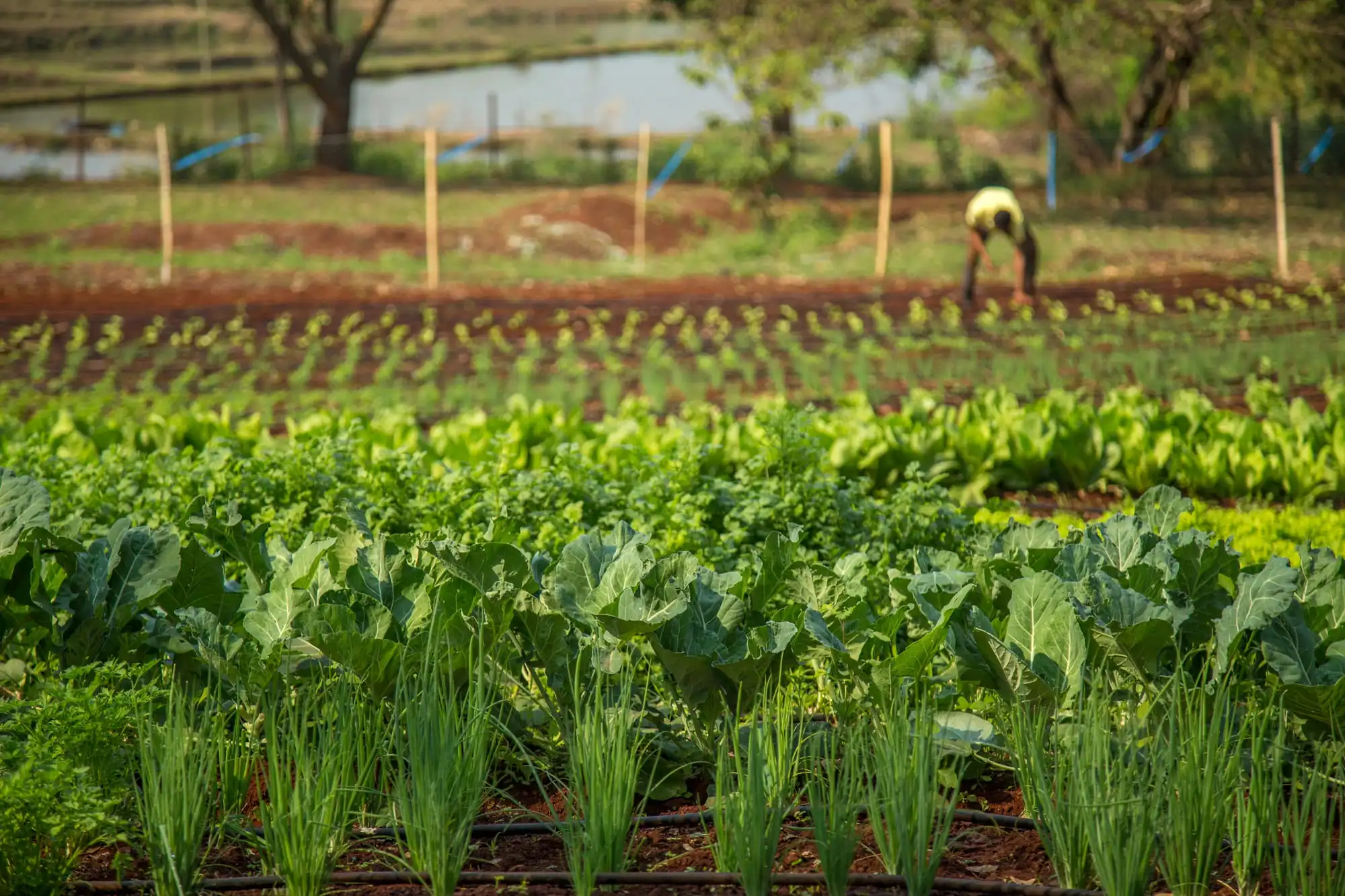 Organic Vegetable Cultivation